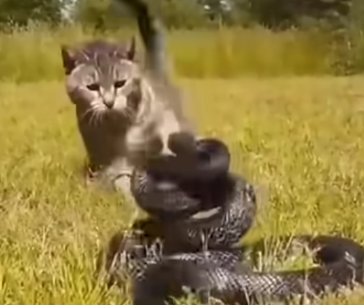 חתול נלחם בנחש צפע- מרתק